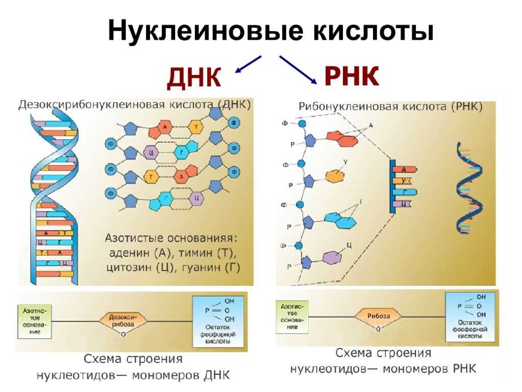 Разница между нуклеиновой кислотой и аминокислотой