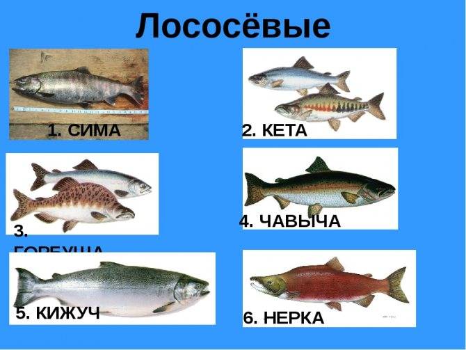 Чем отличается кета от горбуши. чем горбуша отличается от кеты, лосося, нерки и кижуча