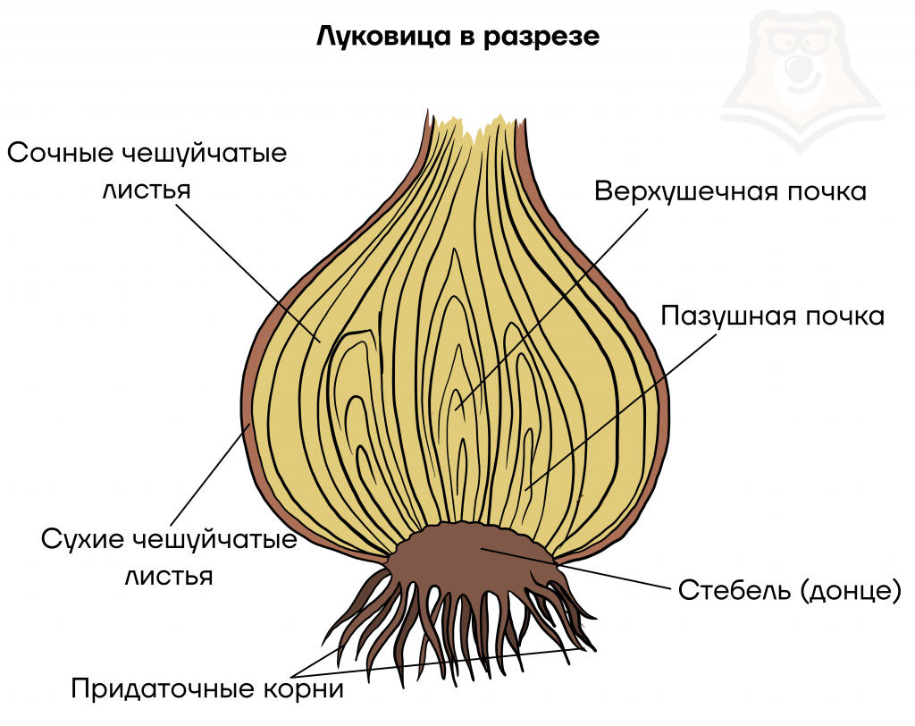 Корневище, клубень, луковица: что это такое и как они отличаются друг от друга?