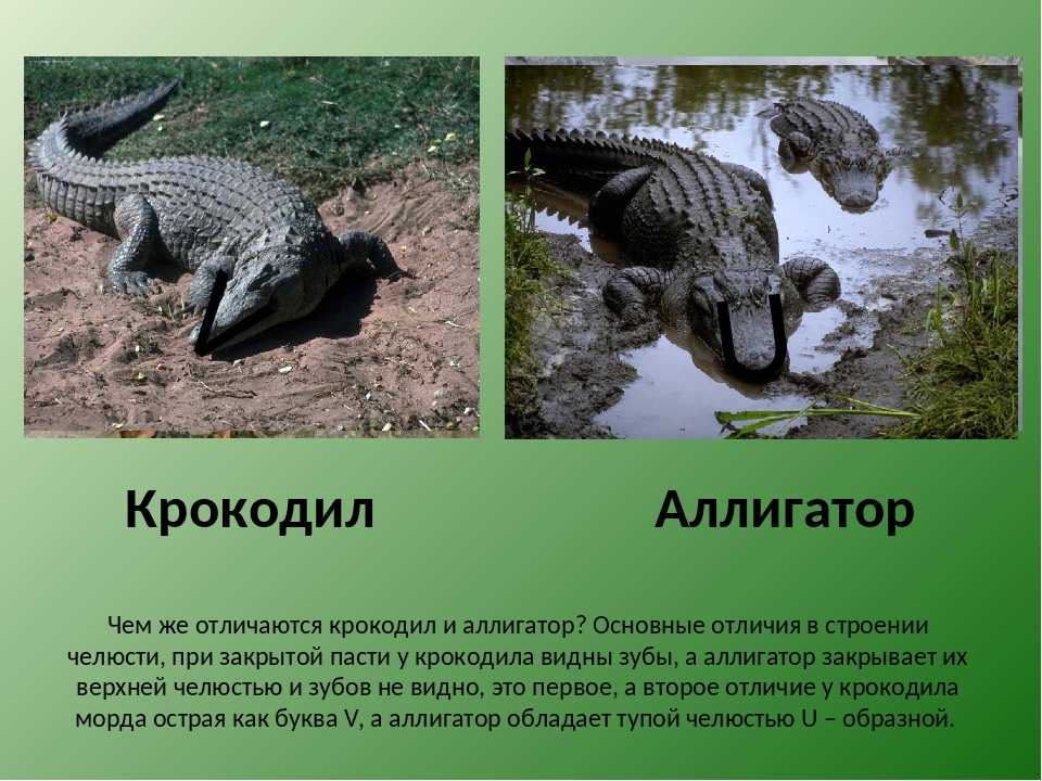 Крокодил и аллигатор — чем же они отличаются? | в чем разница