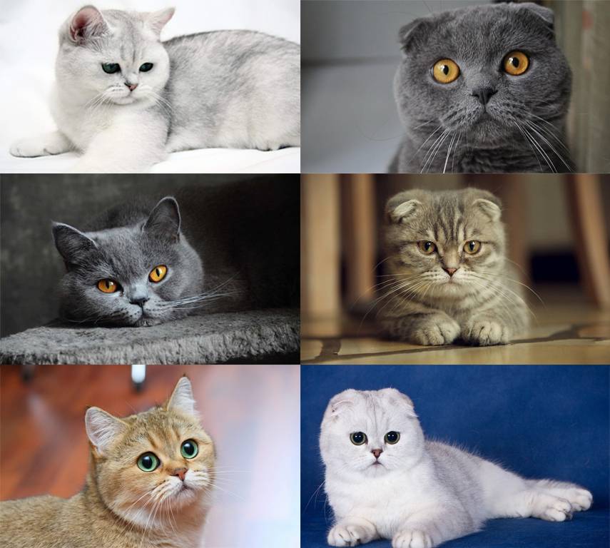 Породы британских и шотландских кошек: общие черты и отличия
