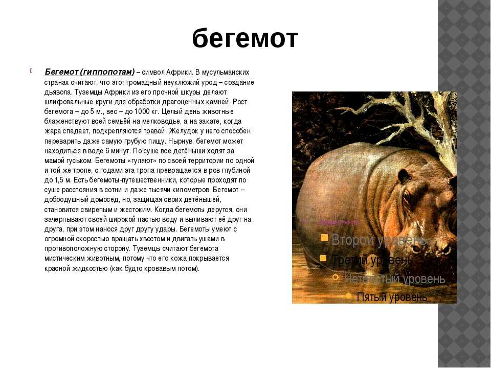 Чем отличается бегемот от гиппопотама?