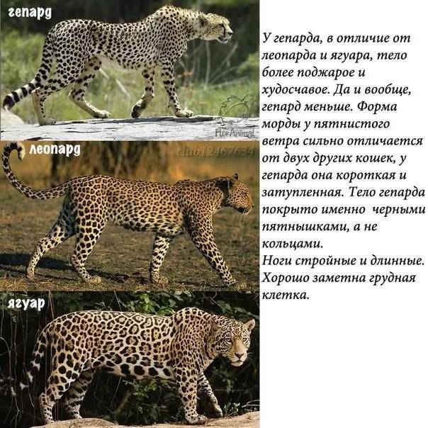 Чем отличаются гепарды от леопардов? узнайте особенности каждого