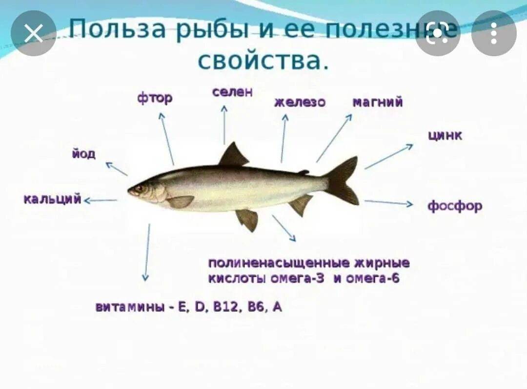 Зубатка 🔥 описание рыбы, особенности, виды, среда обитания