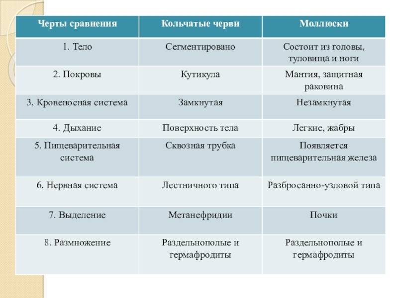 Тип моллюски. особенности строения, значение для человека