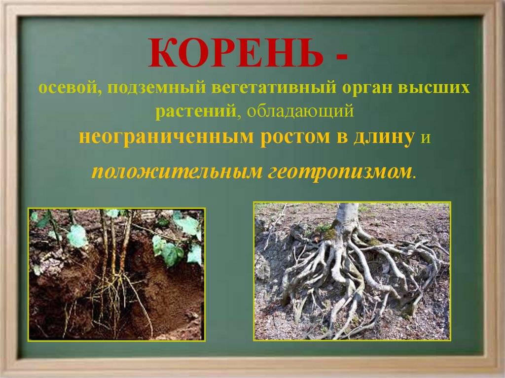По каким признакам можно отличить корневище от корня 6 класс биология кратко