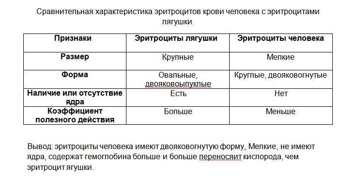 Сравнение строения лягушки и человека. микроскопическое строение крови лягушки и человека