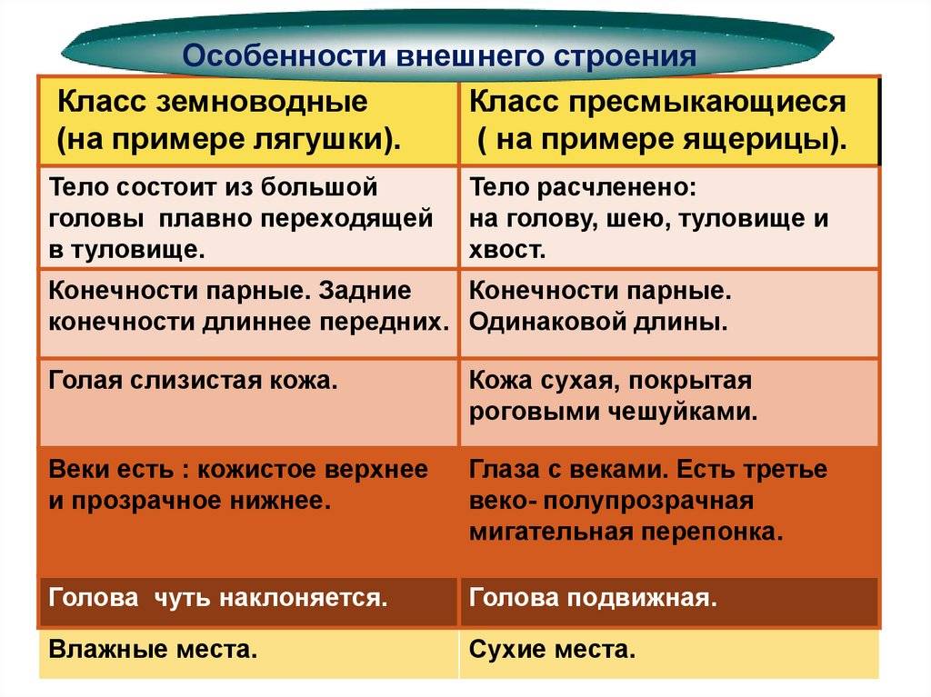 Чем отличаются земноводные от пресмыкающихся? | в чем разница