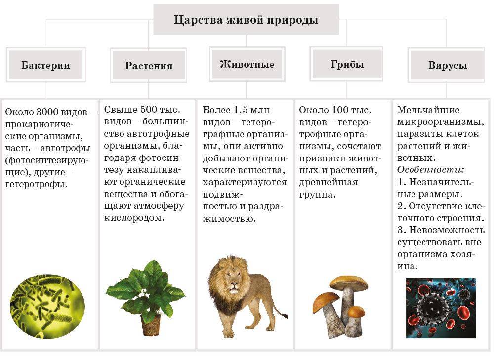 Почему грибы нельзя считать растениями?