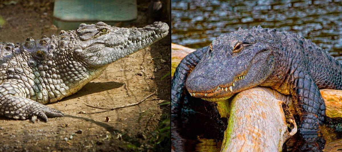 24 факта об очковом каймане: путеводитель по кайману crocodilus