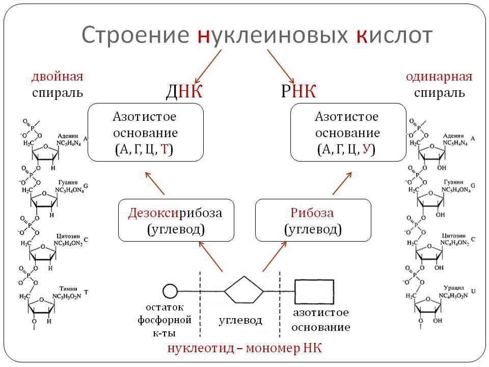 Разница между нуклеиновой кислотой и аминокислотой - новости 2024