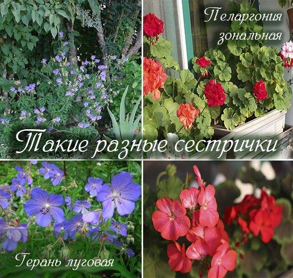 Герань и пеларгония: в чем разница между растениями