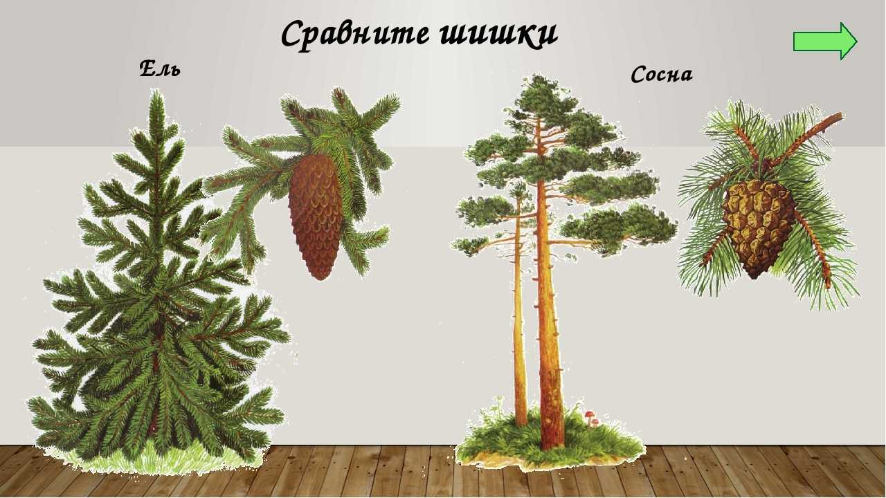 Как отличить ель от сосны?