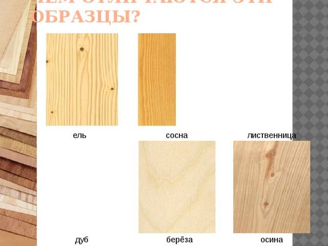 Какой массив выбрать для кровати: сосна или береза? сравнение и рекомендации