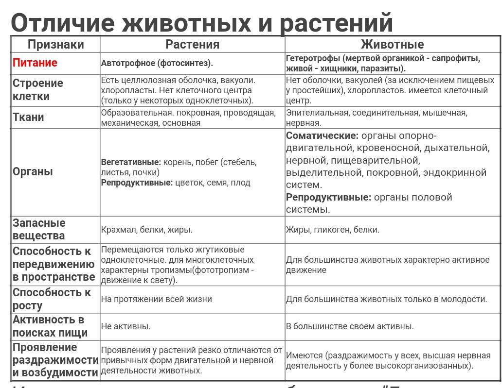 Основные отличия строения растительных и животных клеток — природа мира
