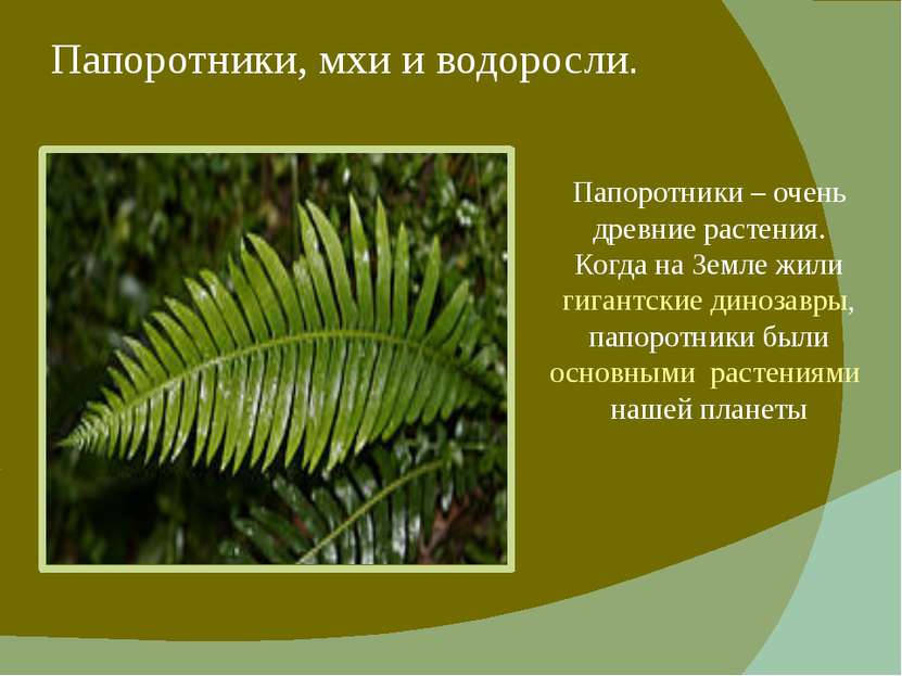 Чем папоротники отличаются от водорослей | в чем разница