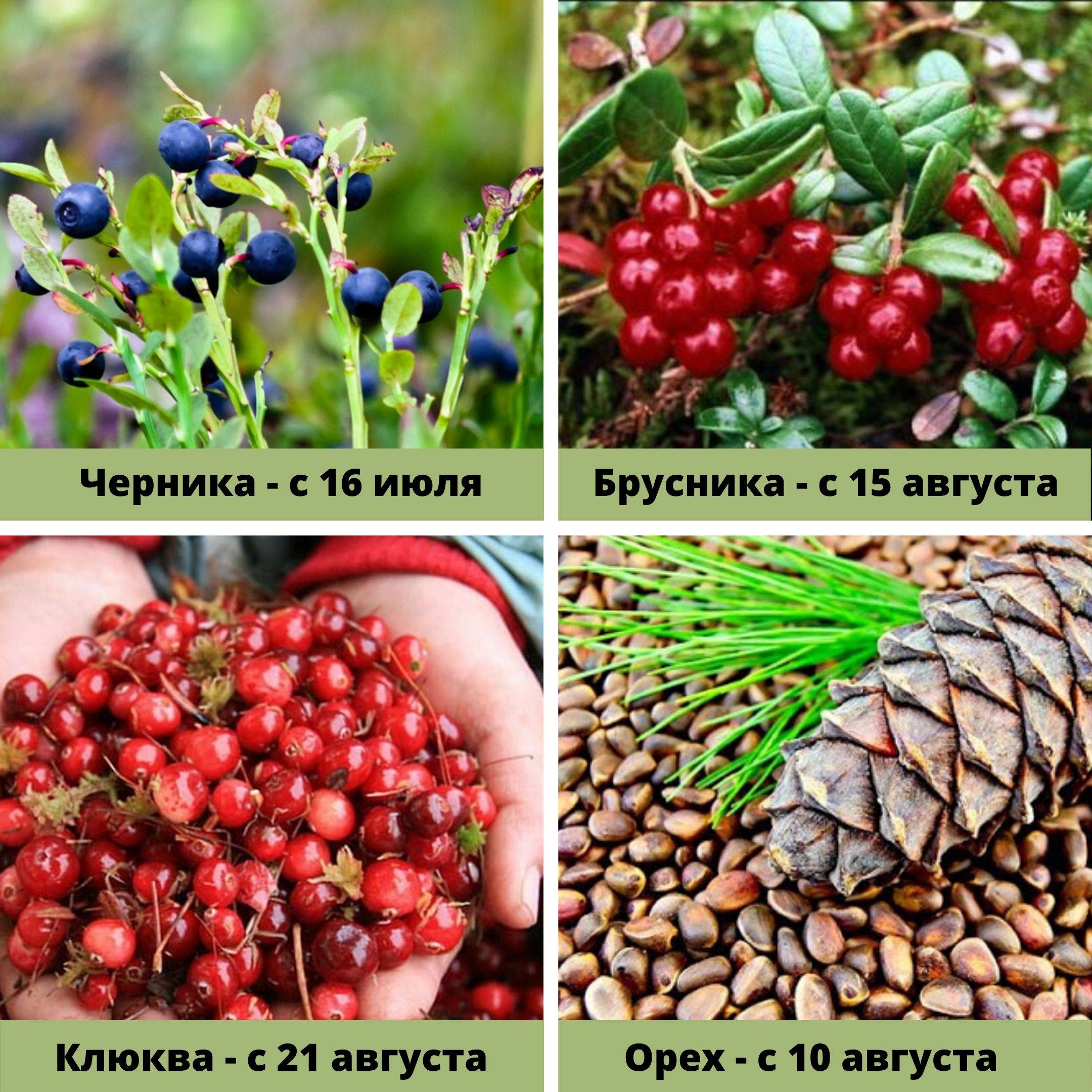 Чем отличается клюква от брусники фото
