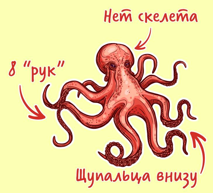 Кальмар и осьминог: отличие и есть ли разница, сравнение моллюсков