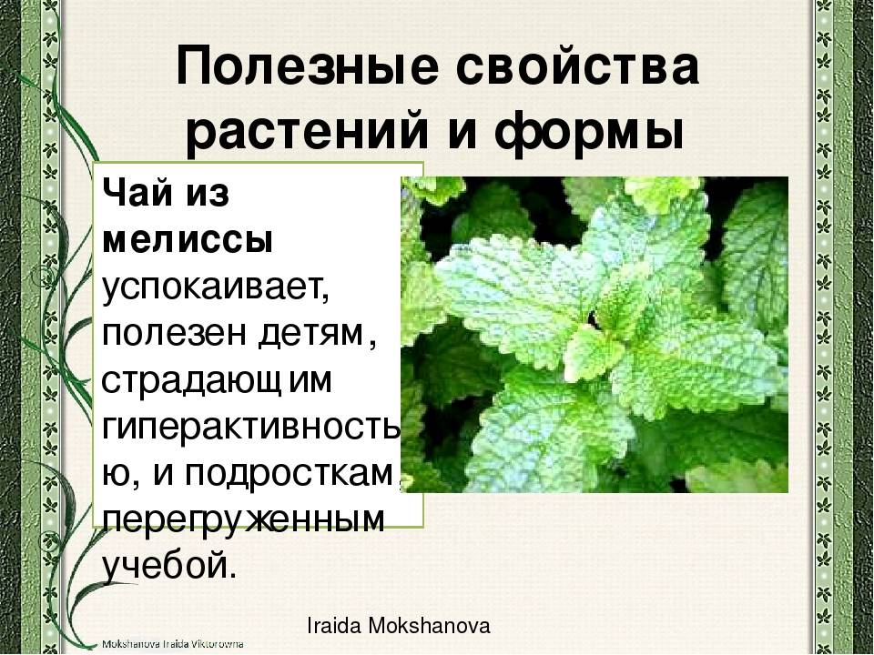 Мята и мелисса: отличия, как выглядят растения, что полезнее для здоровья