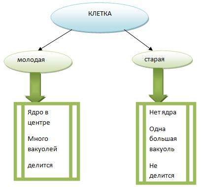 Основные отличия между старой и молодой клетками растений - skaziportal.ru