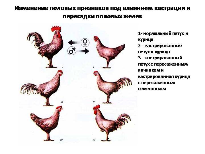 Как внешне определить пол цыплят в разном возрасте