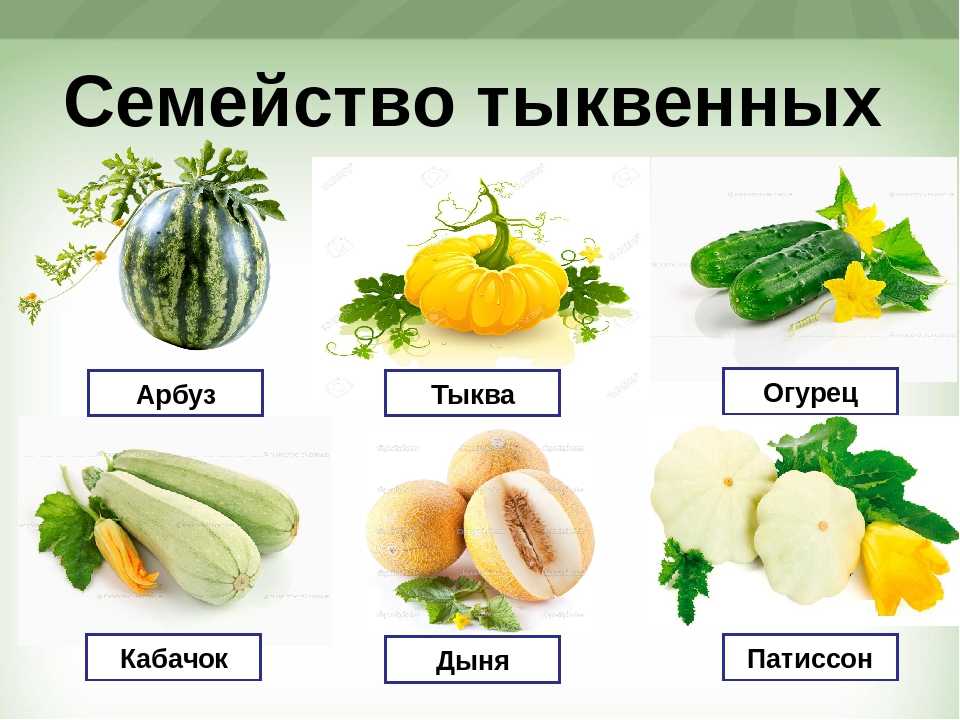Что полезнее для здоровья кабачки или патиссоны?