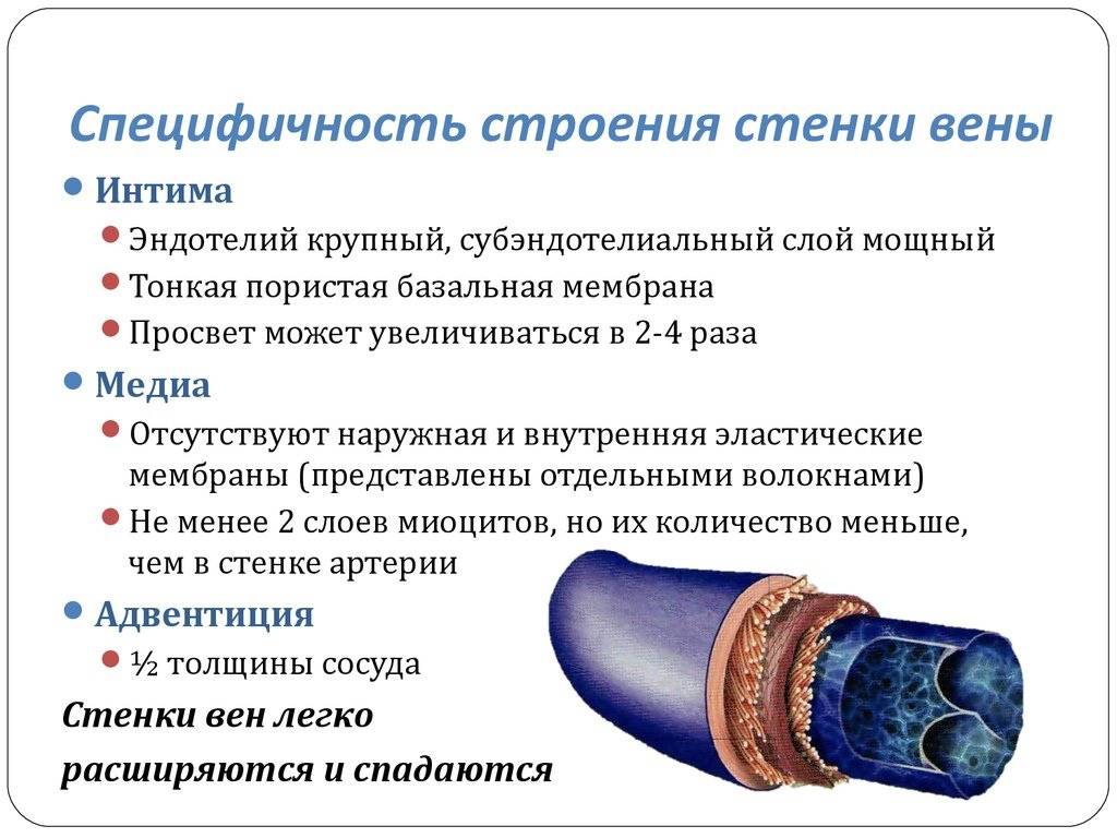 Различия между артериями и венами - артерии против вен