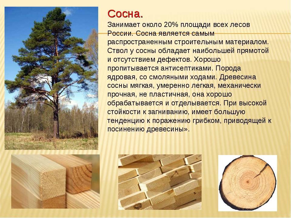 Какими дровами лучше топить печь? обзор всех пород древесины