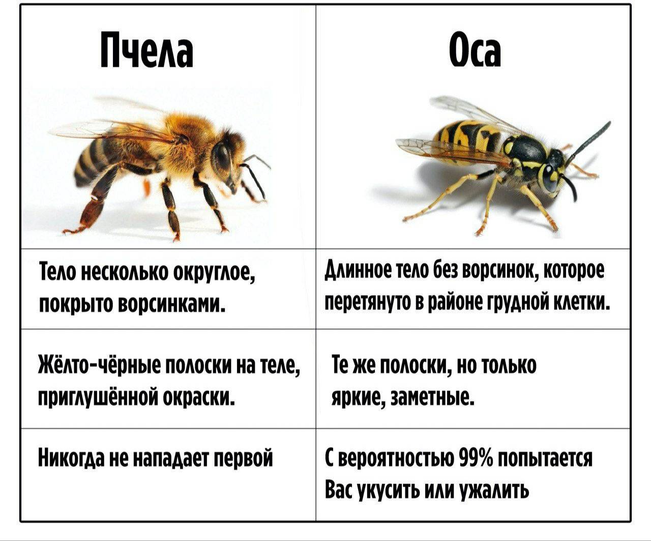 Различия между пчелой и шмелем: что их отличает