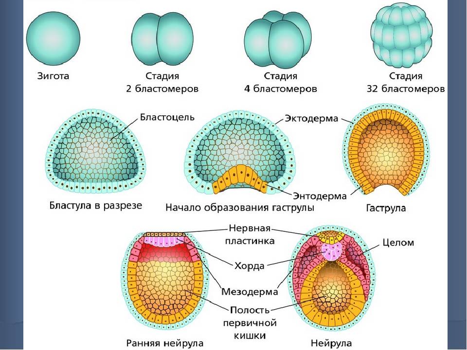 Половое и бесполое размножение организмов (9 класс) – сравнение и значение в таблице