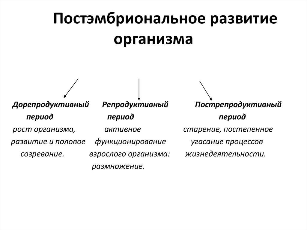 Чем отличается прямое и непрямое постэмбриональное развитие