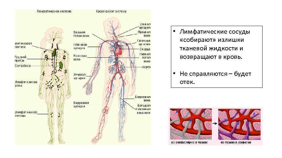 Основное различие между кровеносной и лимфатической системами