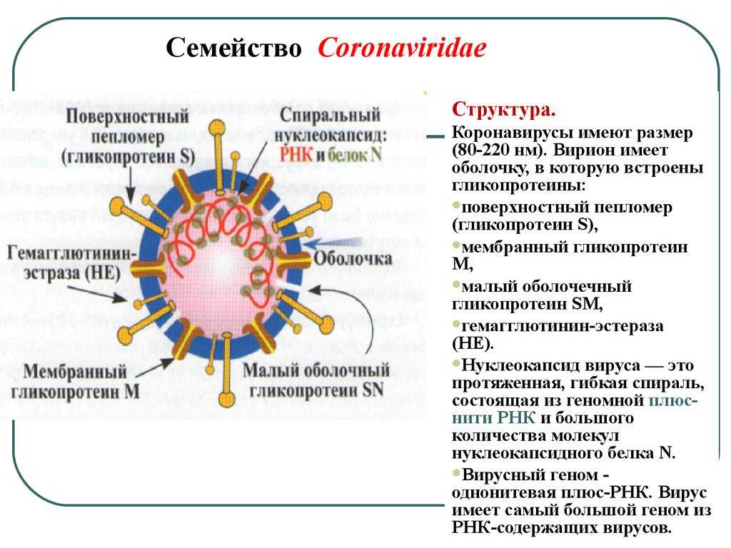 Какая вакцина от коронавируса лучше? все о достоинствах и недостатках зарегистрированных вакцин