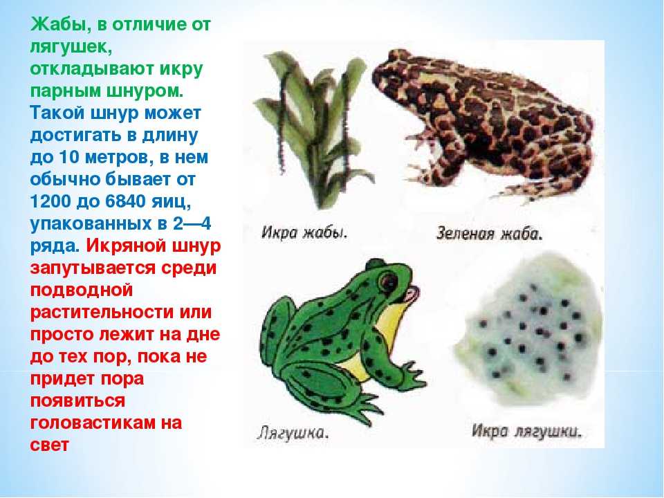 Чем жаба отличается от лягушки