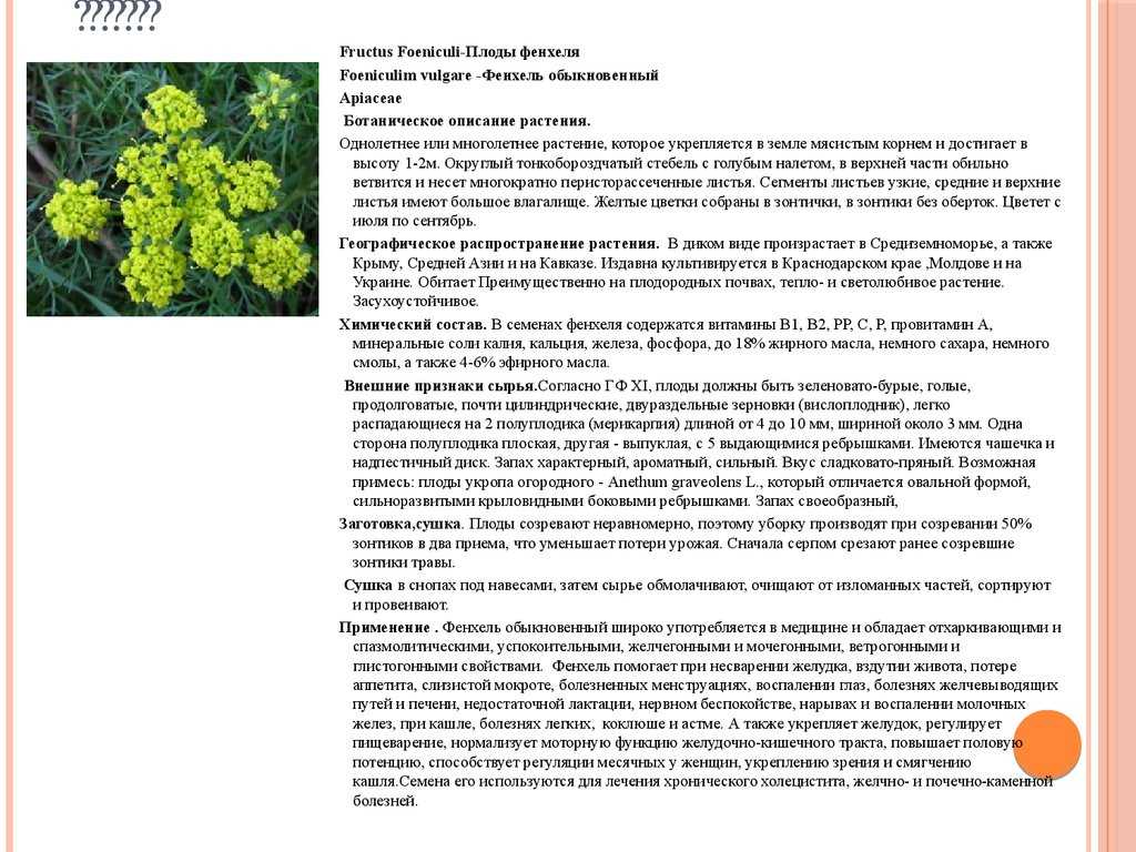 Фенхель и укроп: в чем разница?