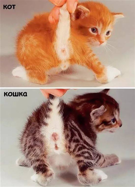Кот или кошка: как определить пол? | звери дома