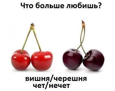 Вишня и черешня: в чем разница и отличие - toptextovik.ru