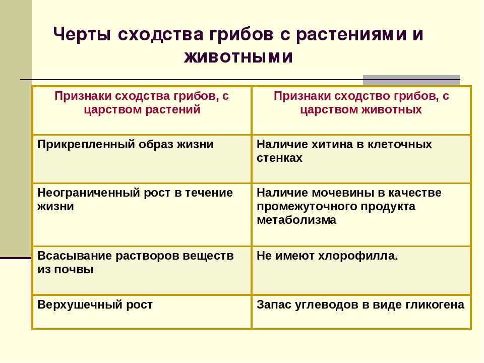Клетки растений, грибов, бактерий, животных: отличия строения