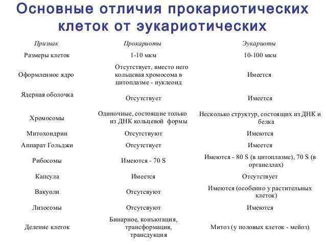 Прокариоты и эукариоты