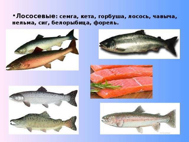 Чем отличается горбуша от лосося. что полезнее лосось или горбуша