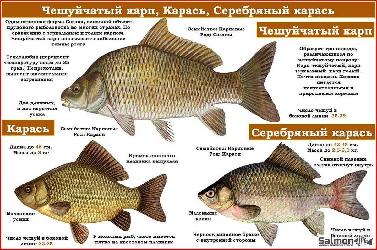 Как отличить карпа о сазана, основные различия