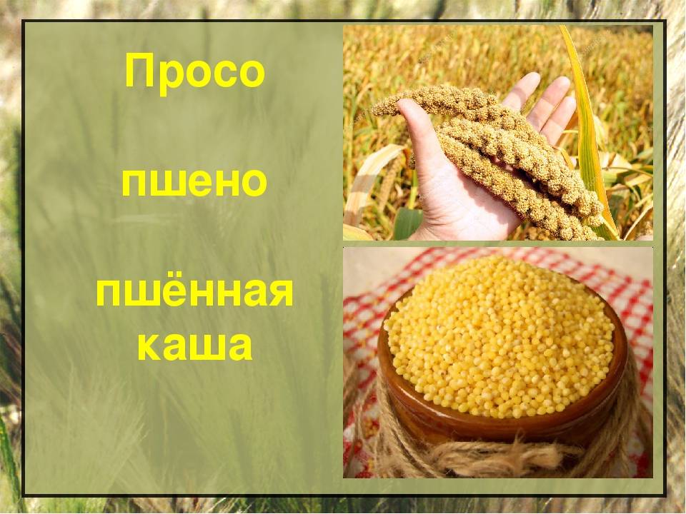Пшенная крупа: тонкости выбора и секреты приготовления