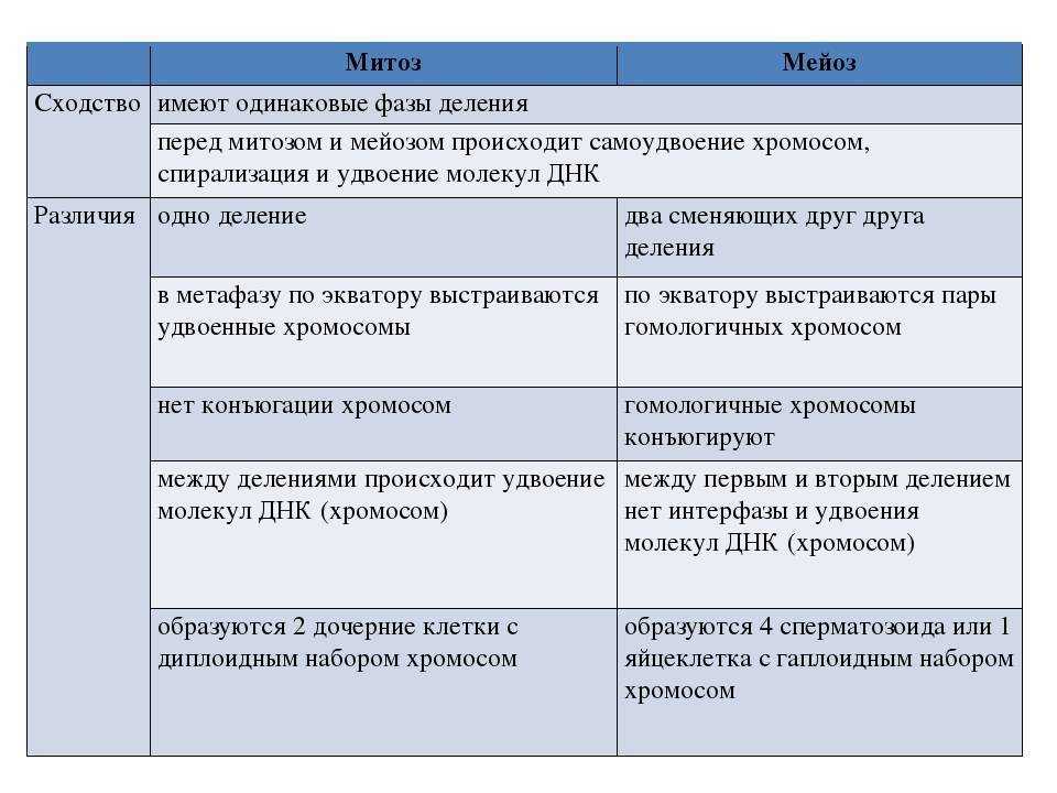Митоз и мейоз – кратко и понятно об отличиях