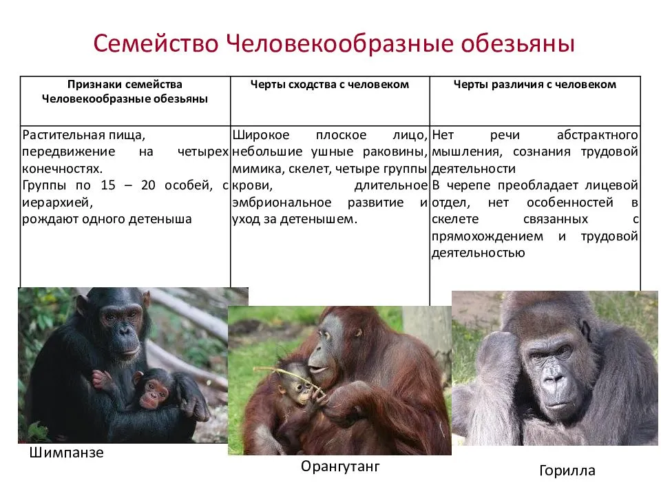 Верю – не верю: правда ли человек произошел от обезьян | рбк тренды