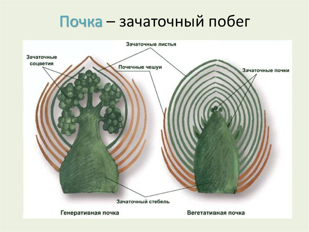 Вегетативные и генеративные органы растений